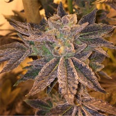 User uploaded image of Cherry Cream Pie