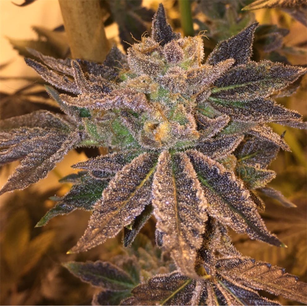 Photos of Cherry Cream Pie Weed Strain Buds Leafly