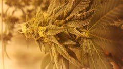 User uploaded image of Cherry Cream Pie