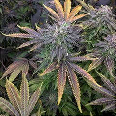 User uploaded image of Cherry Cream Pie