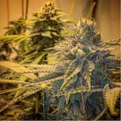 User uploaded image of Cherry Cream Pie