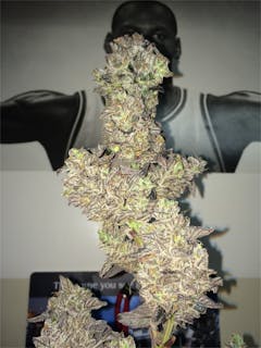 User uploaded image of Cherry Durban Poison
