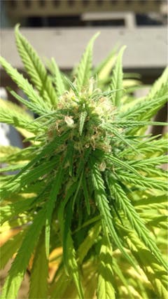 User uploaded image of Cherry Durban Poison