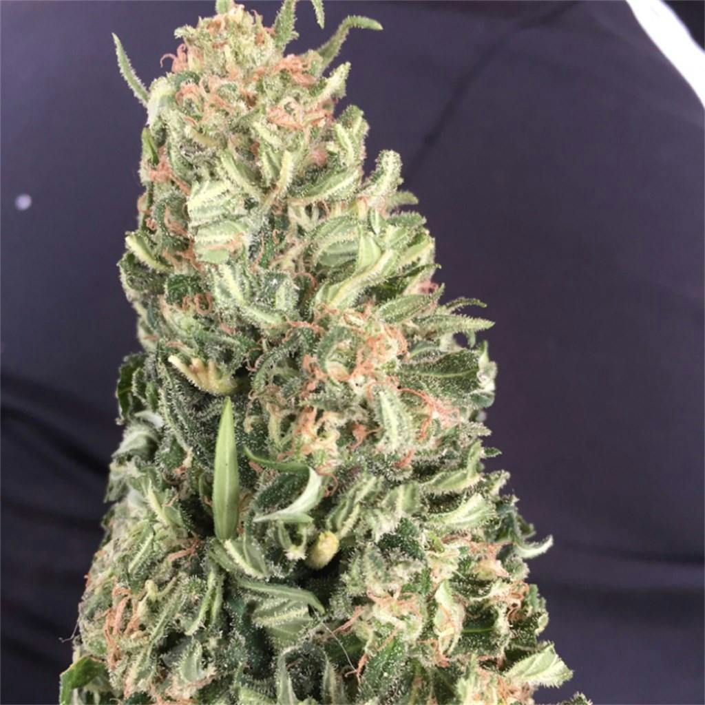 Cherry Kush Weed Strain Information Leafly