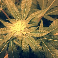 User uploaded image of Cherry Kush