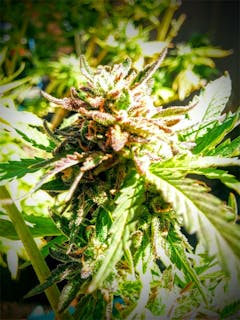 User uploaded image of Cherry OG