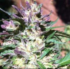 User uploaded image of Cherry Pie Kush
