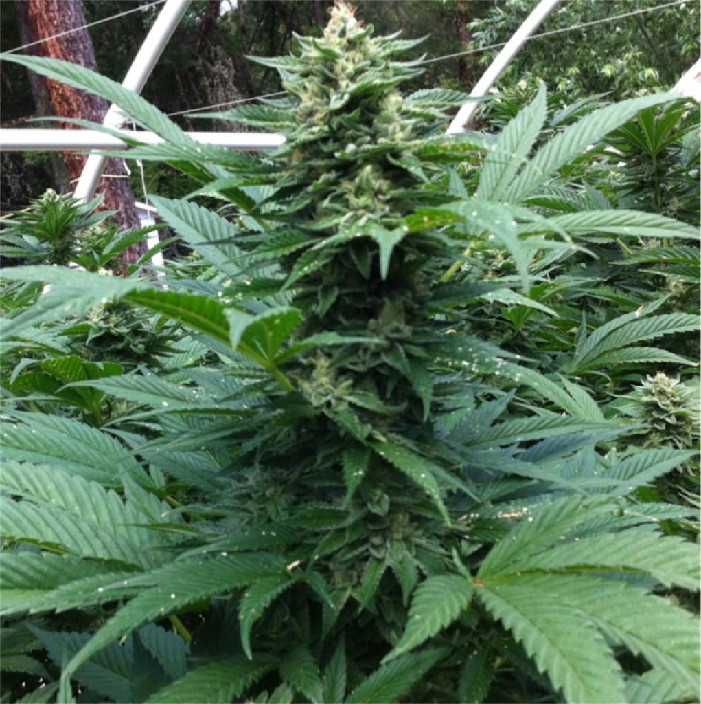 Cherry Pie Kush aka CPK Weed Strain Information Leafly