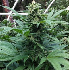 User uploaded image of Cherry Pie Kush