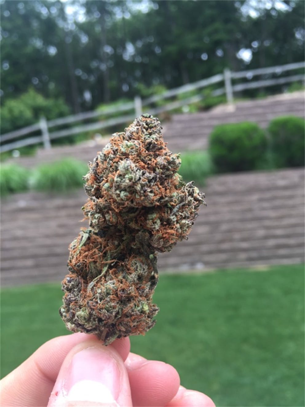 Photos of Cherry Pie Weed Strain Buds Leafly