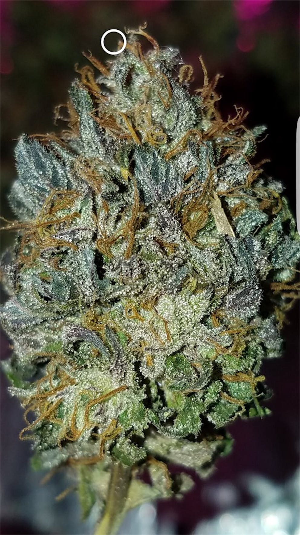 Photos of Cherry Pie Weed Strain Buds Leafly