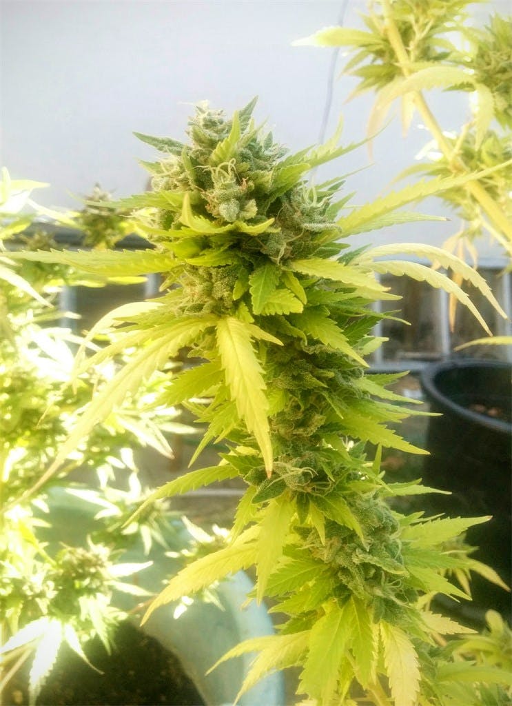 Cherry Pie Weed Strain Information Leafly