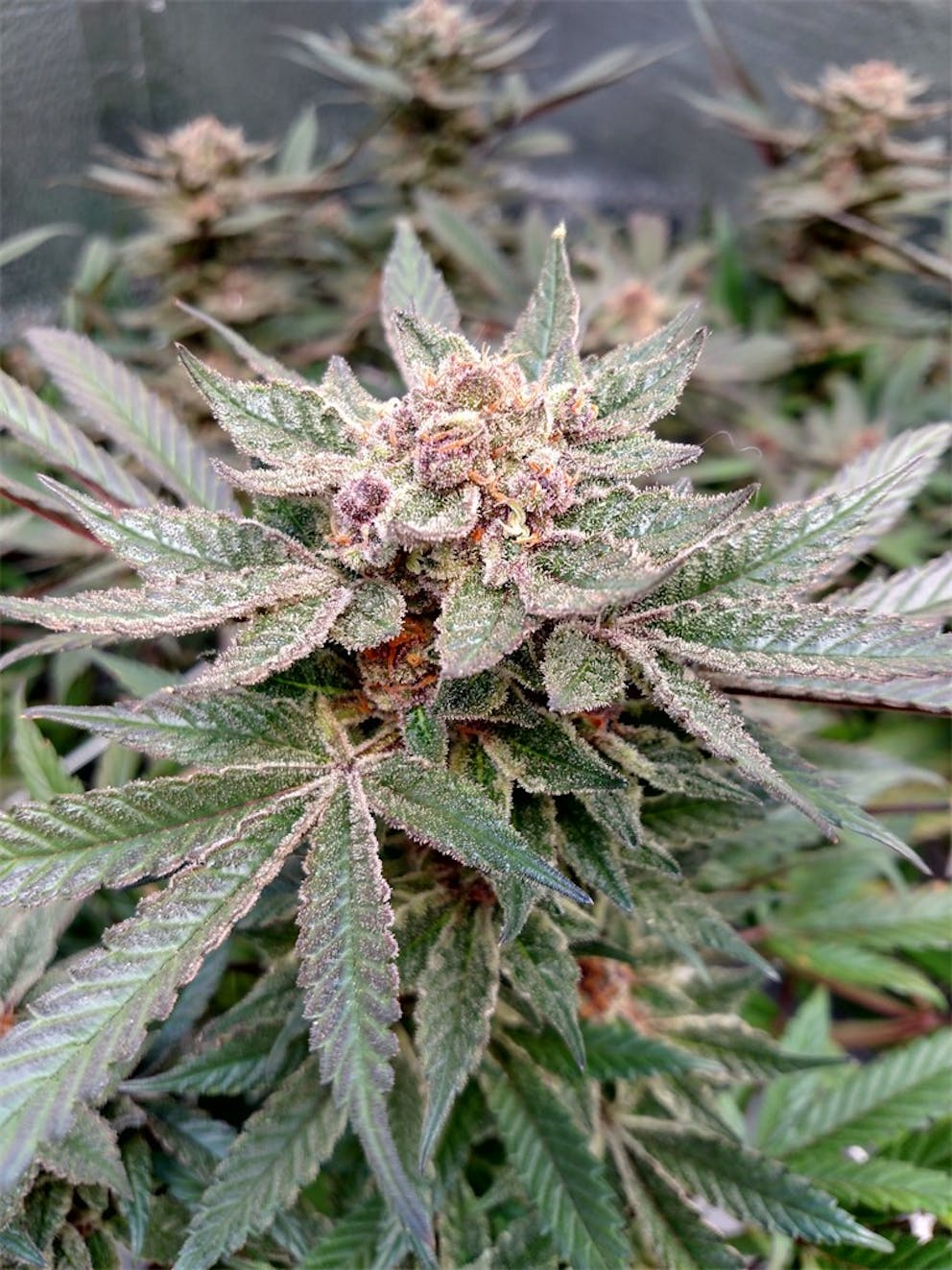 Photos of Cherry Pie Weed Strain Buds Leafly