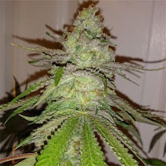 User uploaded image of Cherry Sauce