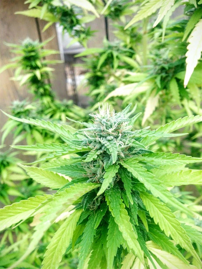 Cherry Skunk Weed Strain Information | Leafly