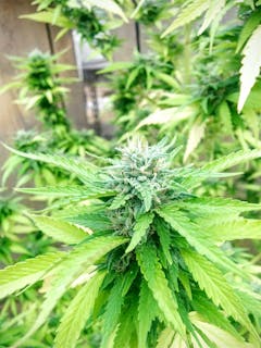 User uploaded image of Cherry Skunk