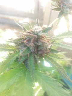 User uploaded image of Cherry Skunk