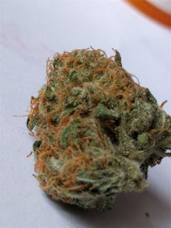User uploaded image of Cherry Skunk
