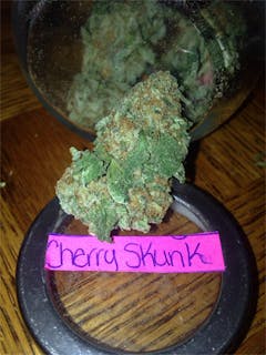 User uploaded image of Cherry Skunk
