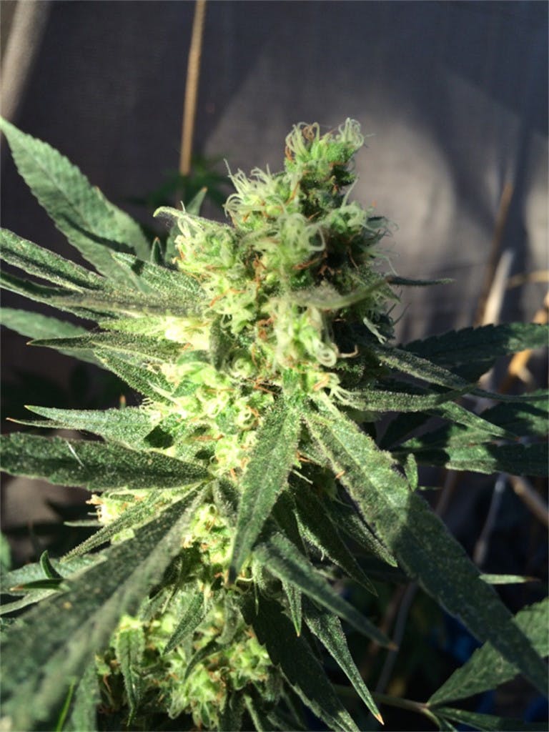 China Yunnan Weed Strain Information Leafly