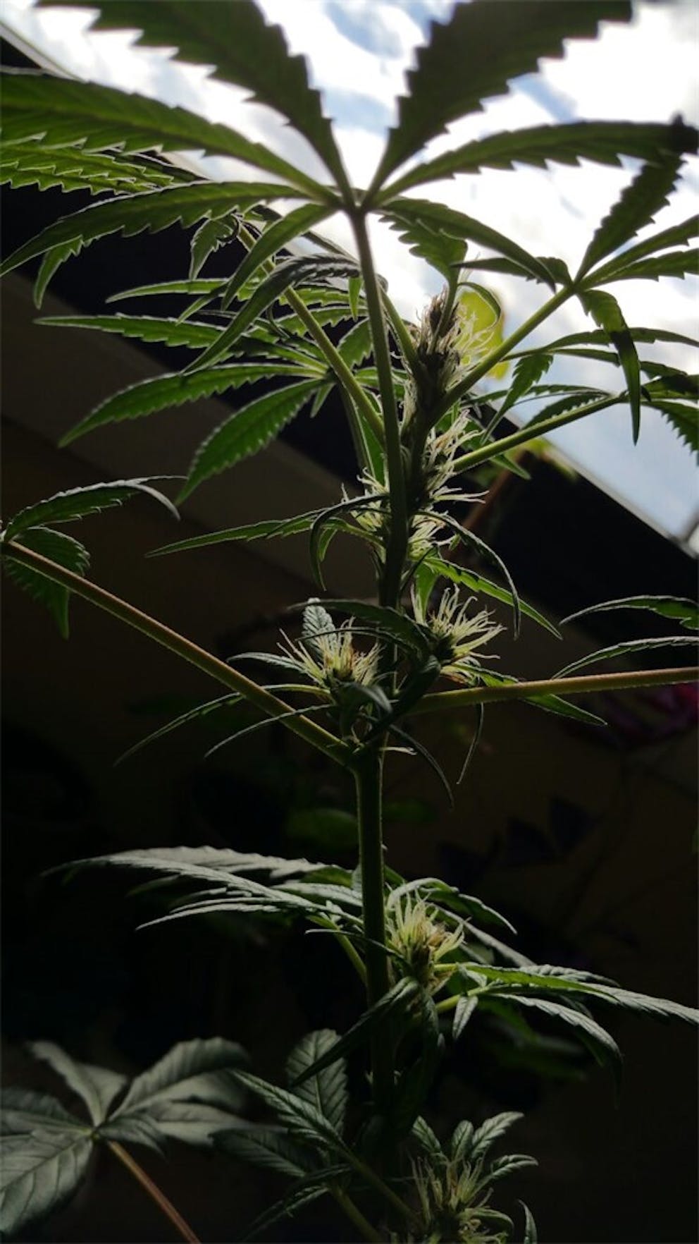 Photos of China Yunnan Weed Strain Buds Leafly