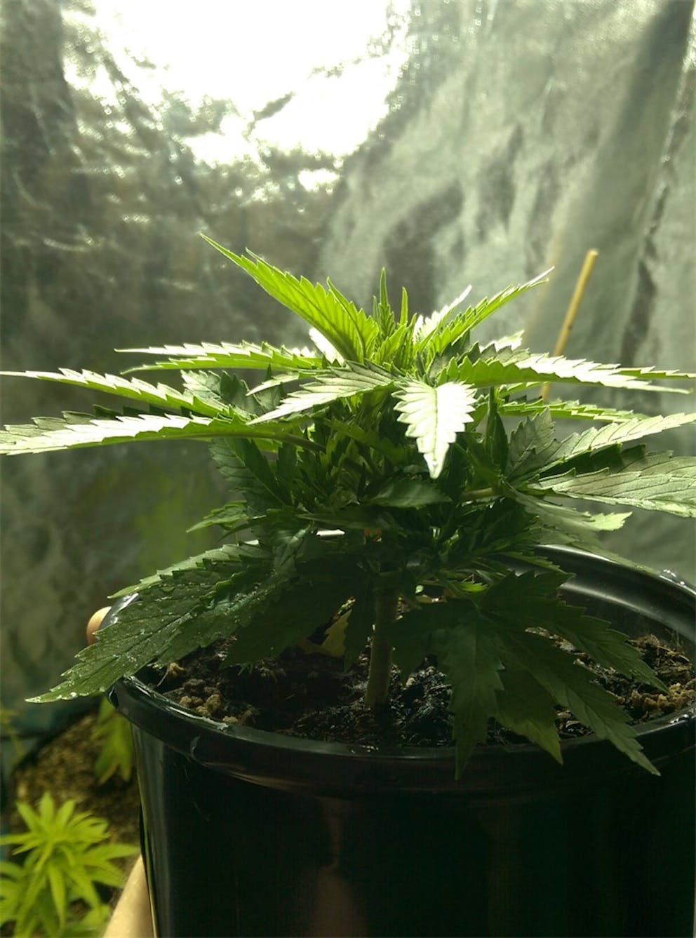 Photos of China Yunnan Weed Strain Buds Leafly