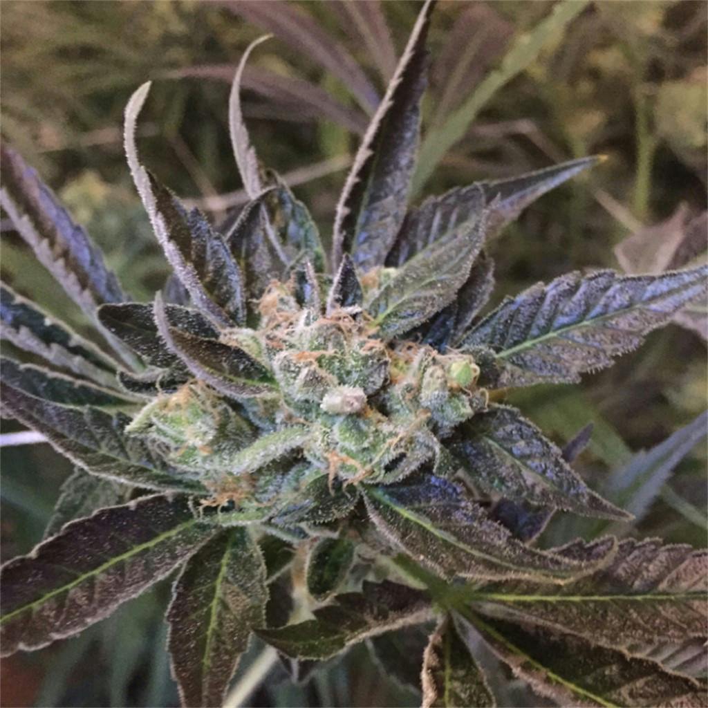 Chocolate Chunk Weed Strain Information Leafly