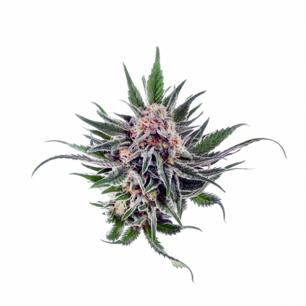 Chocolate Chunk Weed Strain Information Leafly