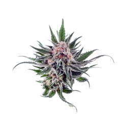 User uploaded image of Chocolate Chunk