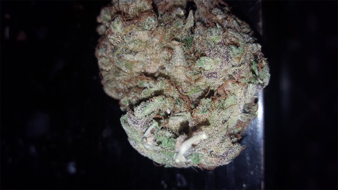 Photos of Chocolate Diesel Weed Strain Buds Leafly