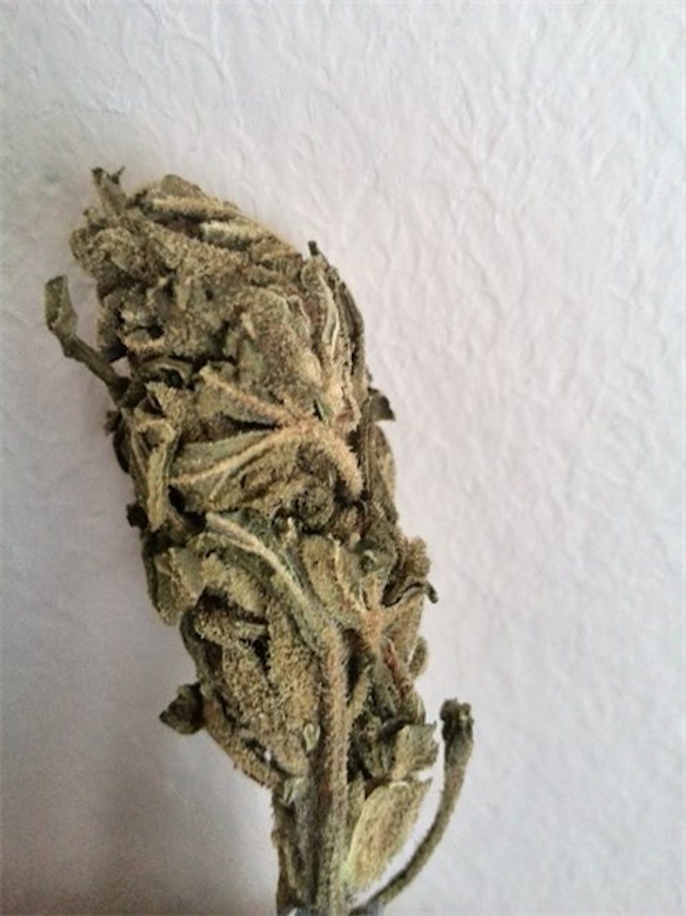 Photos of Chocolope Kush Weed Strain Buds Leafly