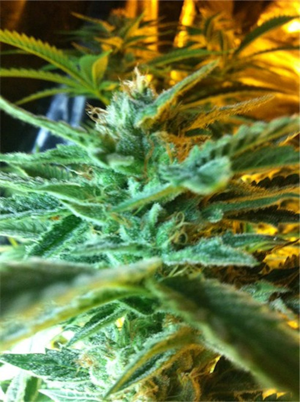 Photos of Chocolope Kush Weed Strain Buds Leafly