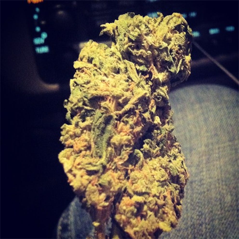 Photos of Chocolope Kush Weed Strain Buds Leafly