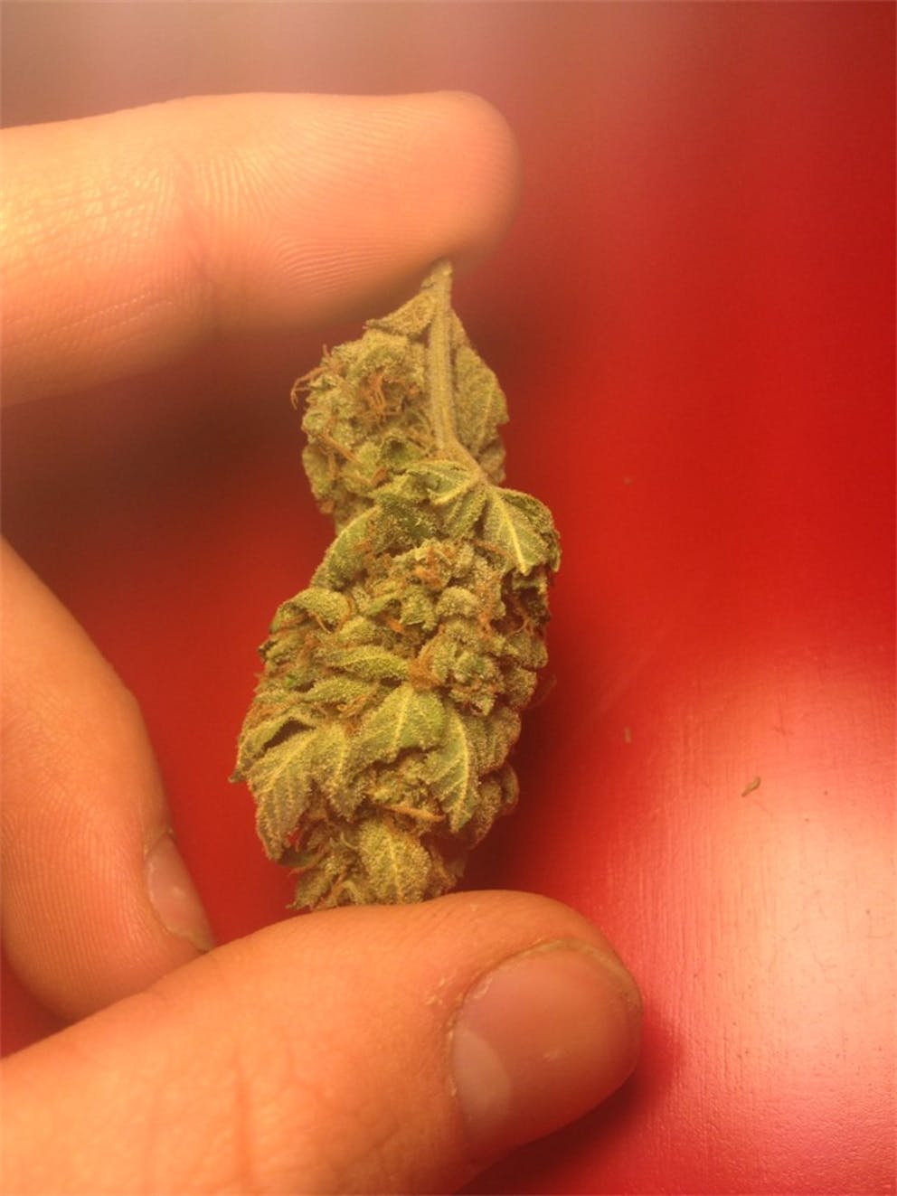 Photos of Chocolope Kush Weed Strain Buds Leafly
