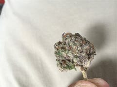 User uploaded image of Chocolate Kush