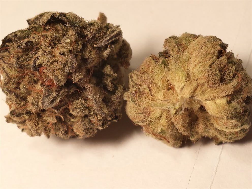 Photos of Chocolope Kush Weed Strain Buds Leafly