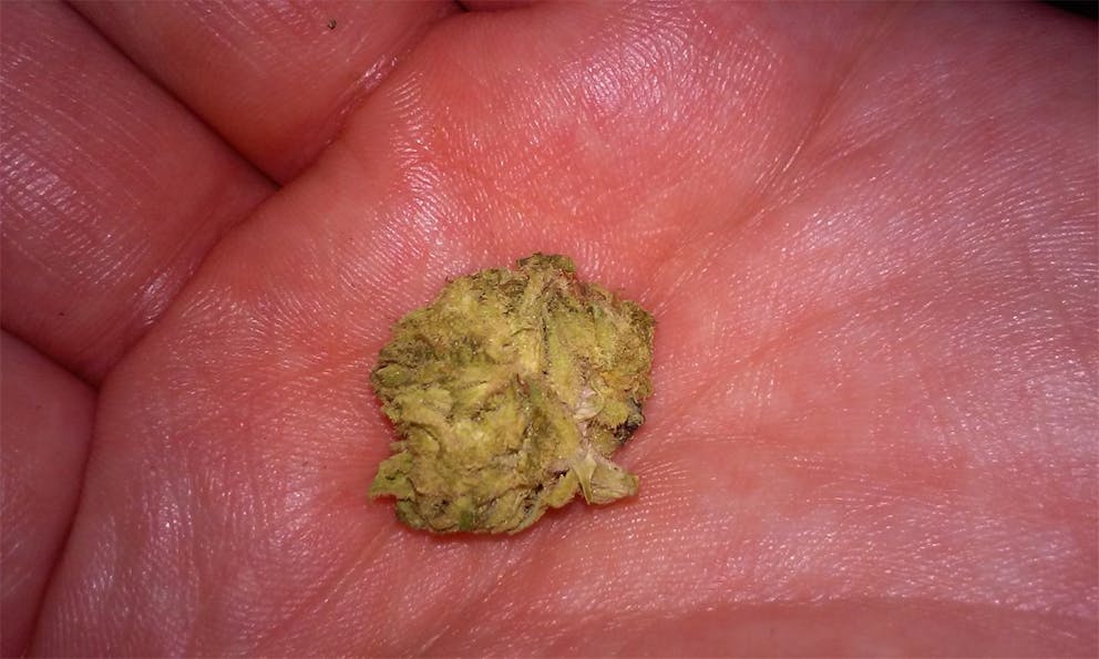 Photos of Chocolope Kush Weed Strain Buds Leafly
