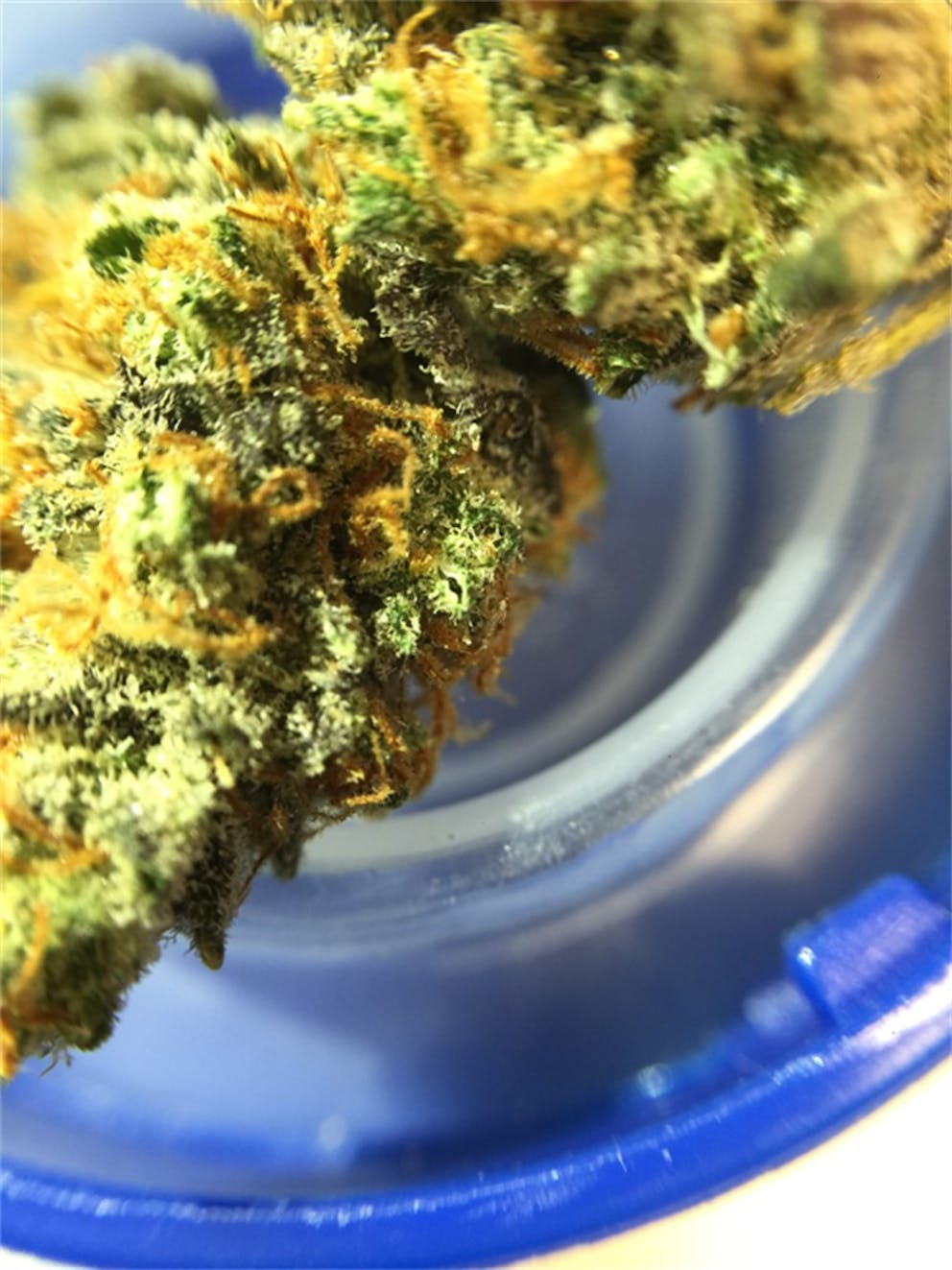 Photos of Chocolate Thai Weed Strain Buds Leafly