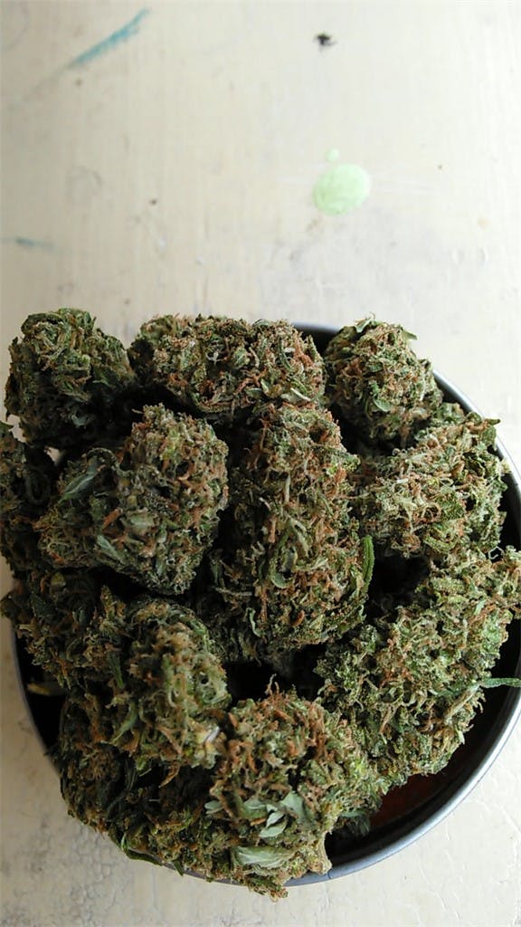 Photos of Chocolate Thai Weed Strain Buds Leafly