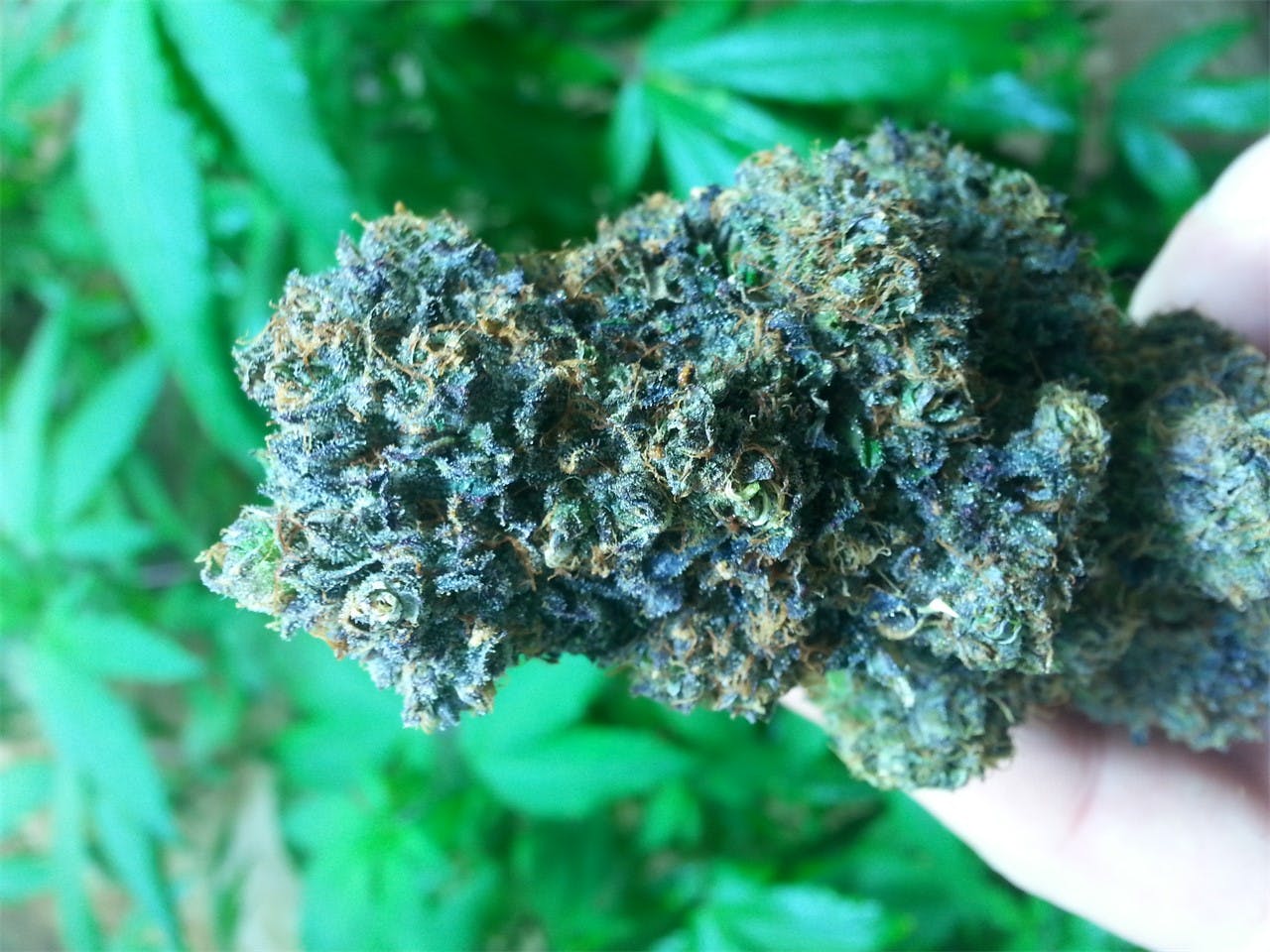 Photos of Chocolate Thai Weed Strain Buds Leafly