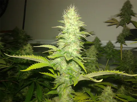 Chocolate Thunder aka Chocolate Thunder Fuck, Choco Thunder Weed Strain ...