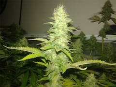 User uploaded image of Chocolate Thunder