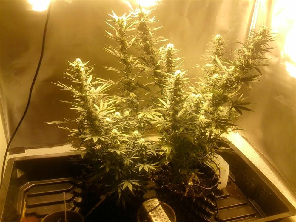 Photos of Chocolate Thunder Weed Strain Buds Leafly