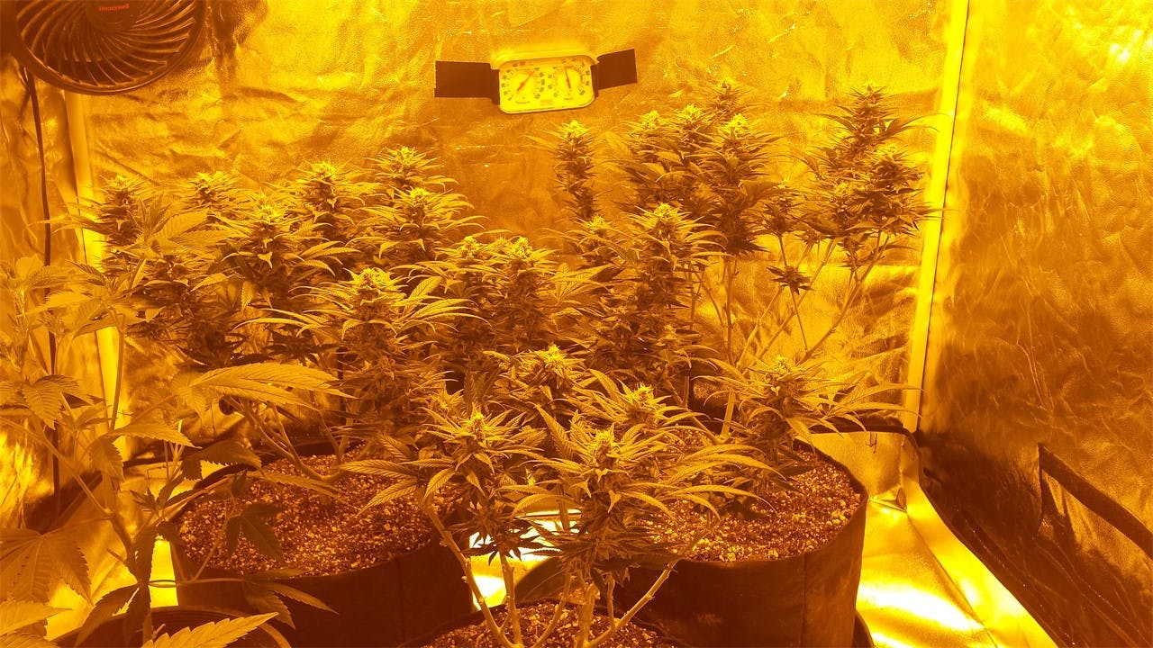 Chocolate Thunder aka Chocolate Thunder Fuck, Choco Thunder Weed Strain Information Leafly