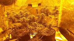 User uploaded image of Chocolate Thunder