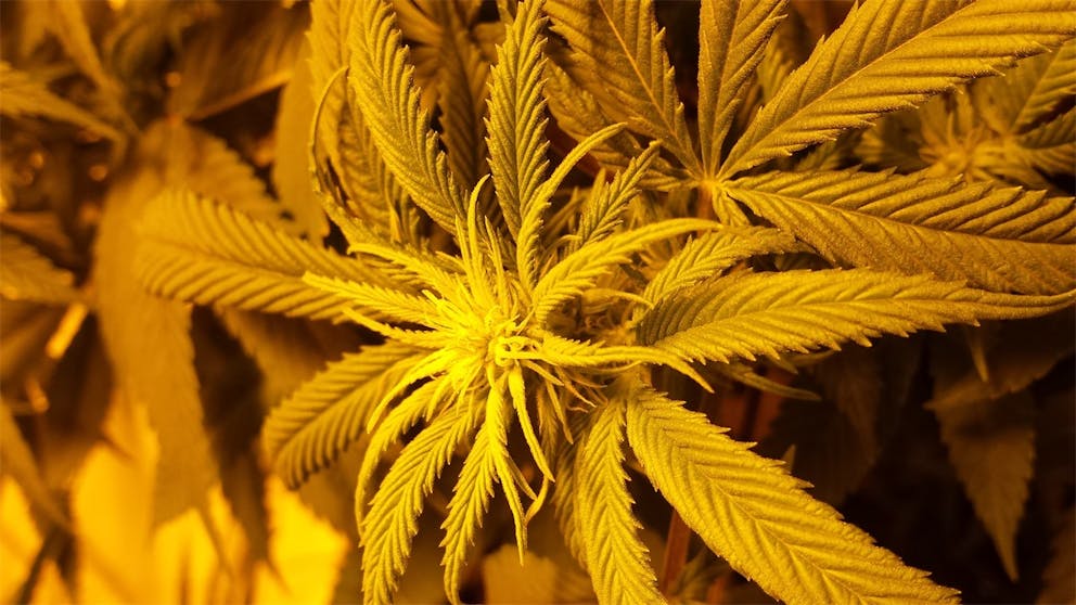 Photos of Chocolate Thunder Weed Strain Buds Leafly