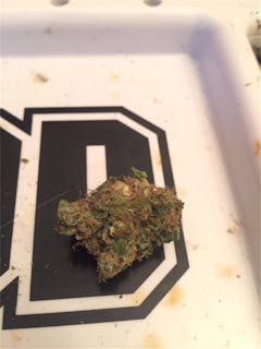 User uploaded image of Chocolope Kush