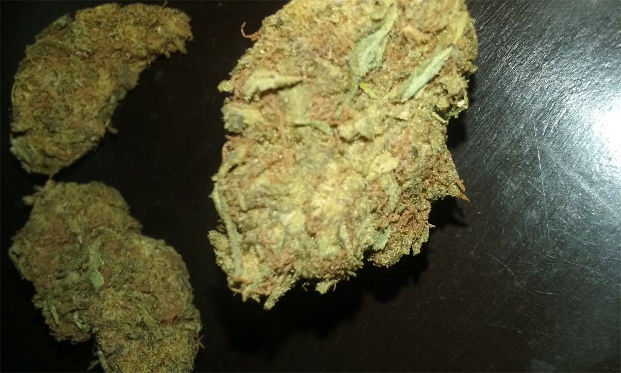 Chocolope Kush Weed Strain Information Leafly