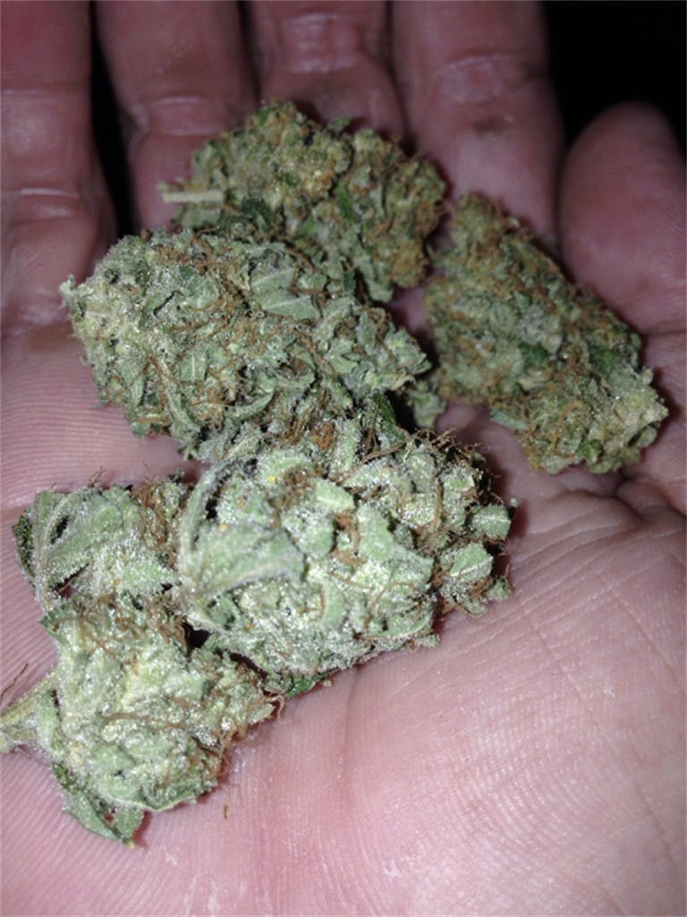 Chocolope Kush Weed Strain Information Leafly