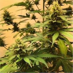 User uploaded image of Chocolope